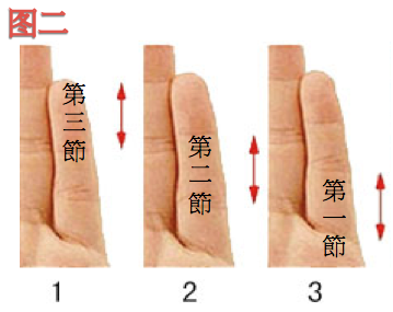 小指中三个指节哪个最长?