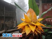 宜宾现奇花金莲花期可达250天
