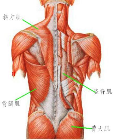 躯干腰背部主要肌群