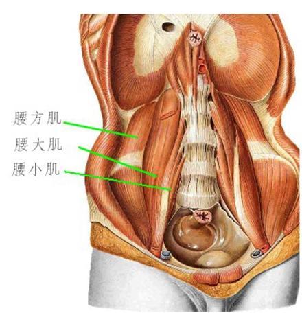 腰部深层主要肌群