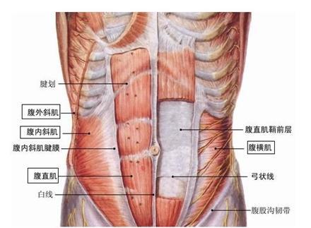 腹前外侧壁肌群