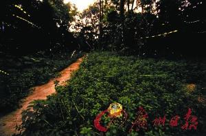某景区萤火虫纷飞