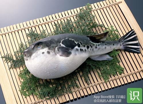 拼死吃河豚,值得吗?