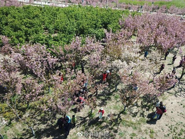 今天上午,固镇谷阳城遗址公园举办樱花节