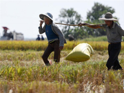 广西农民抢收晚稻忙
