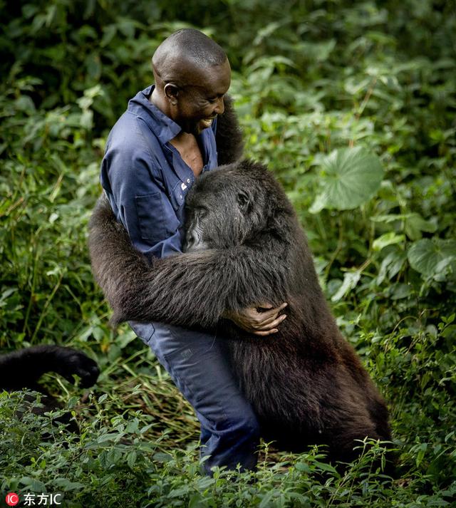 刚果大猩猩超黏人 赖饲养员身上要背背