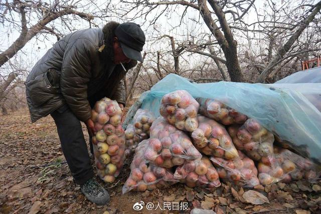 万斤苹果滞销 老汉寒风中窝棚守园