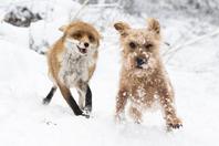 猎狗竟与狐狸成好友 雪中嬉戏打闹欢乐不已