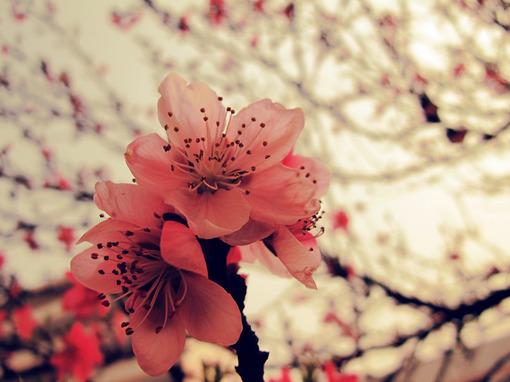 3招帮你增旺桃花(图片来源于作者博客)