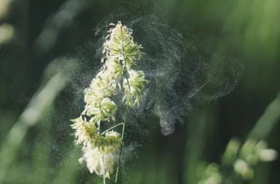 以风为媒介传播的花粉,实际上来自于树木