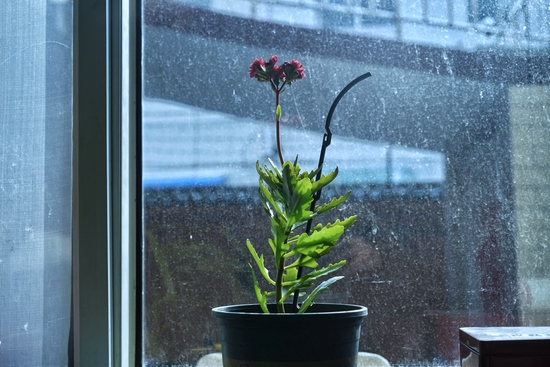 从窗外望去,便是郭桂芳之前住处的方向。摄影:樊夫