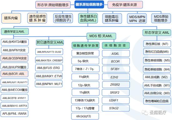 圣庭医疗首席医学专家夏成青主任：整合诊断在急性髓系白血病的应用具有重大意义