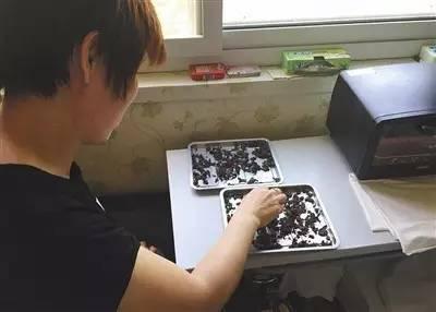 ▲胎盘倒卖者正在检查胎盘切片是否已被彻底烘干。