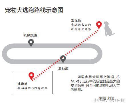 机场工作人员围捕40分钟才抓获
