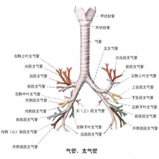 警惕！河北4岁儿童反复咳嗽2年，竟是它惹的祸！医生紧急提醒