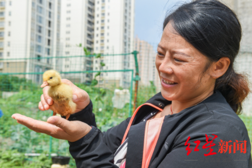 陈艳春饲养的家禽,可以满足小区的肉食