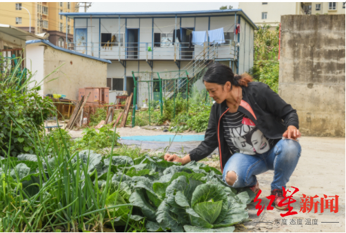 陈艳春在小区种植的蔬菜多达十多种,供小区居民食用