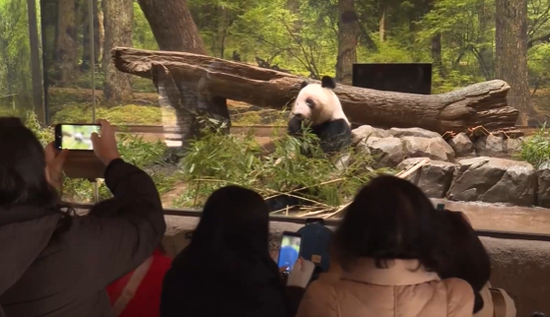 旅日大熊猫“晓晓”和“蕾蕾”启程回国