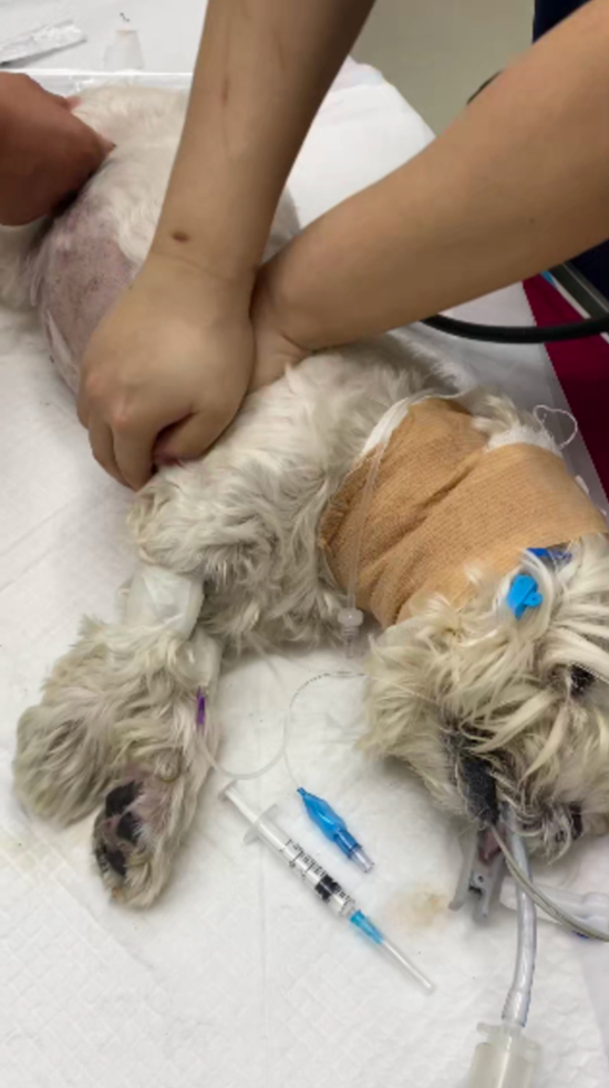 男子毒死9条宠物狗一审获刑4年 宣判后犬主都哭了