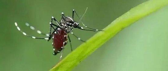 广东顺德累计报告基孔肯雅热确诊病例1161例 均为轻症病例