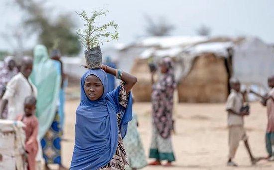 为防治荒漠化，当地协会和境内流离失所的女性在喀麦隆远北地区种植了两千棵树。© UNHCR/Eugene Sibomana