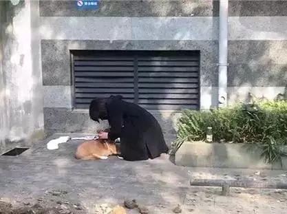 女孩旦旦在何兴丽家楼下发现了自己的柯基狗