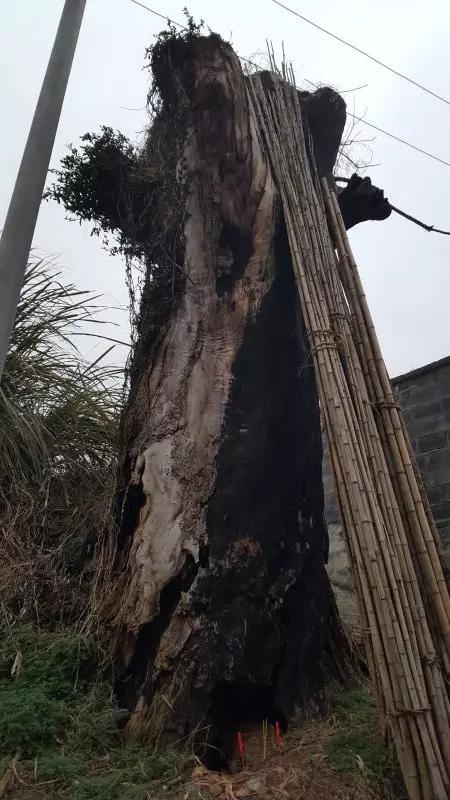 历经数百年风霜的神树没能经受住数十年高污染高能耗的工业发展侵染,曾经的参天大树如今只剩枯黑的树干
