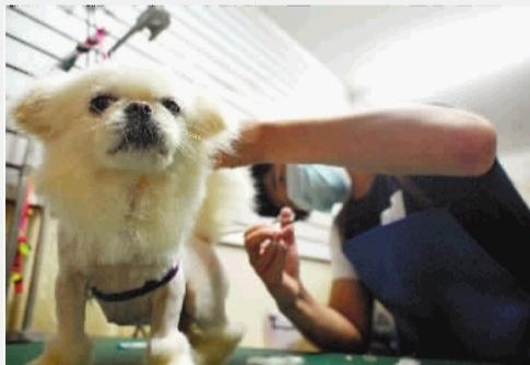 宠物狗只是吃饭洗澡,每个月差不多要花1000元。