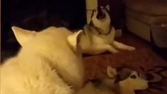 五条哈士奇大合唱