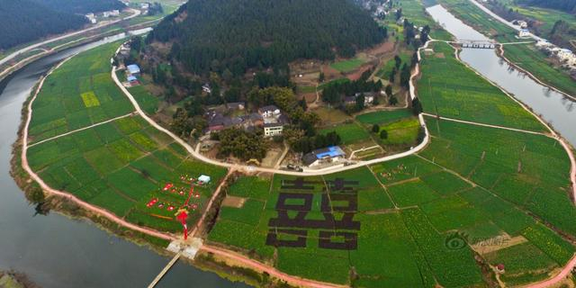 油菜花田种出2千平米“囍”字