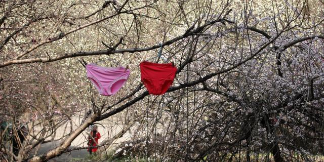 学子短裤晒春梅枝头大煞风景