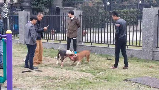 两条狗互相撕咬场面血腥。