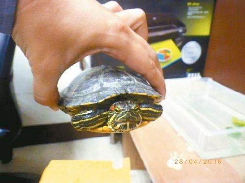 警察事后“逮捕”乌龟,送往动保处代管。