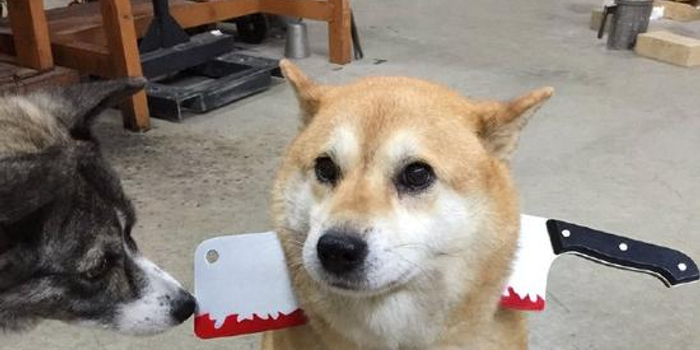 梦境迷踪，与村中兄弟共逐兔，却遭儿子爱犬意外之伤——一场关于亲情、勇气与成长的解梦之旅