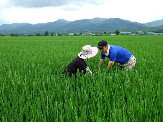 日本农民种植大米