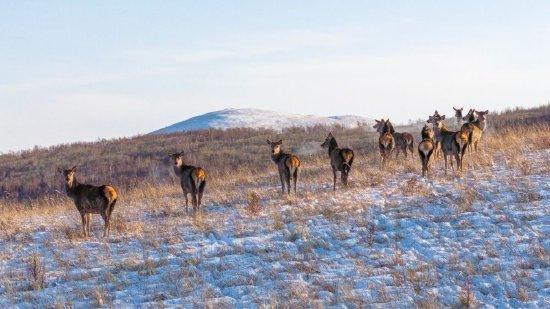 冰雪春天|马踏雪原 鹿鸣山间
