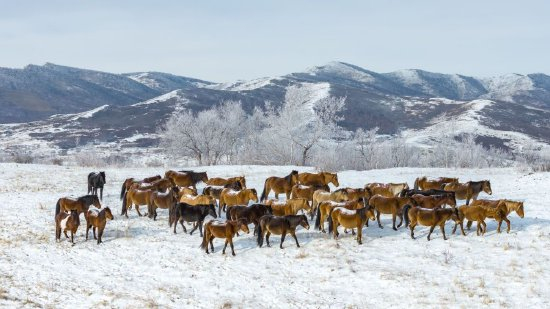 冰雪春天|马踏雪原 鹿鸣山间
