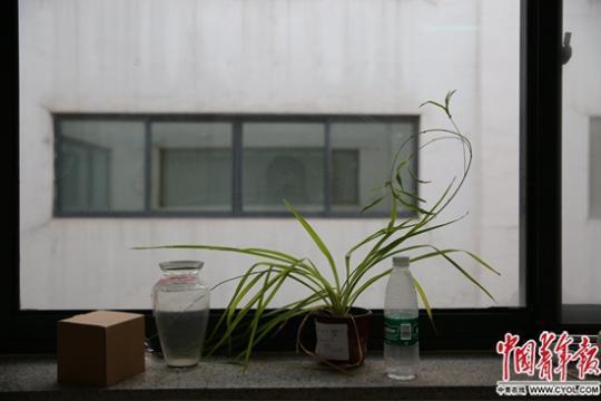 北京师范大学一宿舍楼内的植物,花盆上写着“Watch, not touch”(可看,别摸)。因携带不便,毕业生离校时一般不会带走植物。中国青年报·中国青年网见习记者 曲俊燕/摄