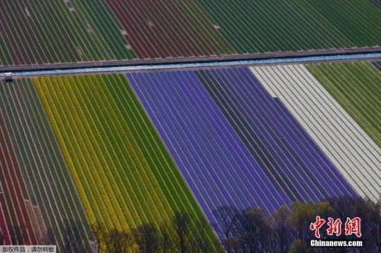 资料图:当地时间2019年4月10日,航拍荷兰利兹花田,五彩斑斓美不胜收。