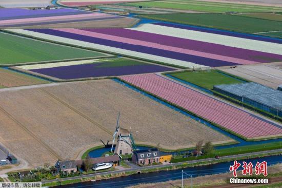资料图:当地时间2019年4月10日,航拍荷兰利兹花田,五彩斑斓美不胜收。
