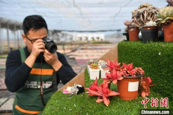 12月15日,刘洋在”多肉种植大棚“里拍摄多肉植物,通过网络进行销售。韩苏原/摄