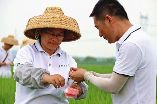 7月4日,周红英博士(左)在水稻育种实验田里。陈家乐/摄