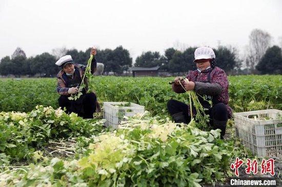 “海归”女硕士成都“种菜记”：前7年一直亏损