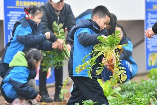 2022年1月18日,学生在长沙周南望城学校的“屋顶农场”采摘蔬菜。新华社记者 陈泽国 摄