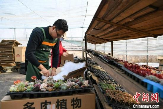 12月15日,刘洋在”多肉种植大棚“里打包多肉植物。韩苏原/摄
