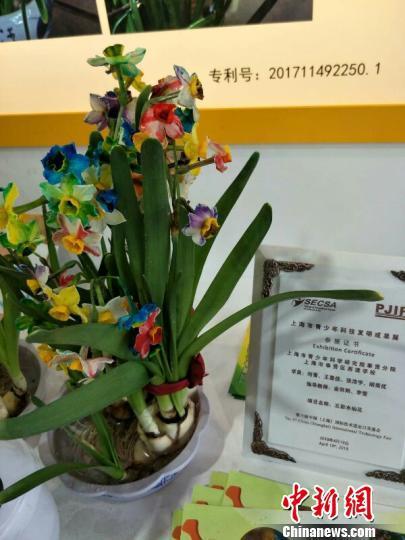 令人眼前一亮的五彩水仙花。 芊烨 摄