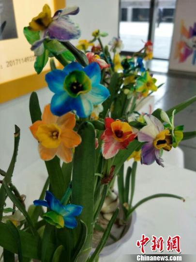 奉贤区4名中学生在老师带领下历时3年培育出了五彩水仙花。 芊烨 摄