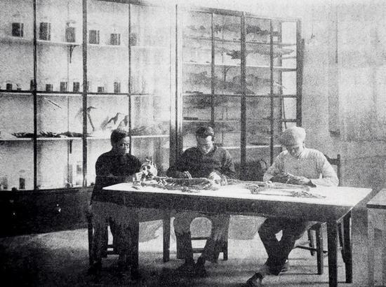 1929年,厦门大学的动物标本制作室。