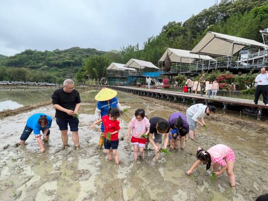 2023年4月,孩子们在广州市从化区良口镇米埗村体验农耕插秧研学活动。(冯志威 摄)