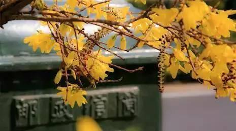 在辽宁省,东财的实力不弱于属于211的辽宁大学。可谓“不是211,胜似211”。